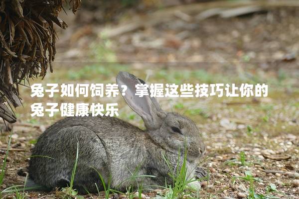 兔子如何饲养？掌握这些技巧让你的兔子健康快乐