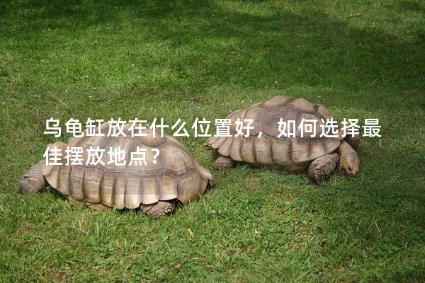 乌龟缸放在什么位置好，如何选择最佳摆放地点？