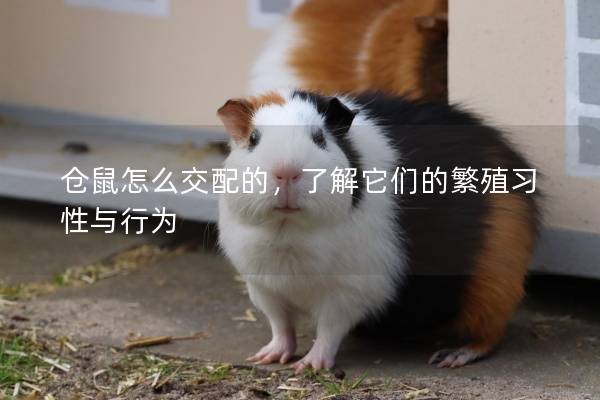 仓鼠怎么交配的，了解它们的繁殖习性与行为