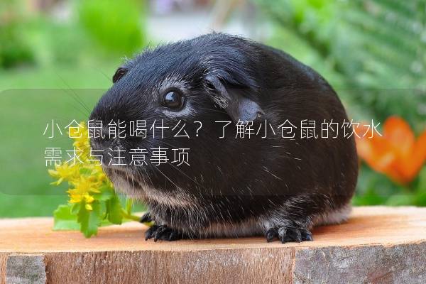 小仓鼠能喝什么？了解小仓鼠的饮水需求与注意事项