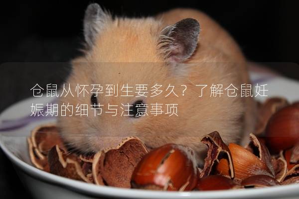仓鼠从怀孕到生要多久？了解仓鼠妊娠期的细节与注意事项