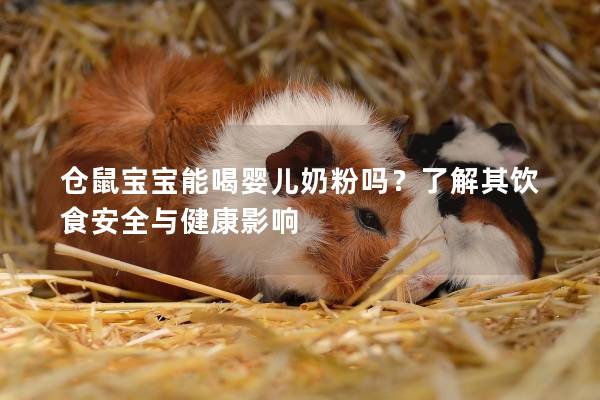 仓鼠宝宝能喝婴儿奶粉吗？了解其饮食安全与健康影响