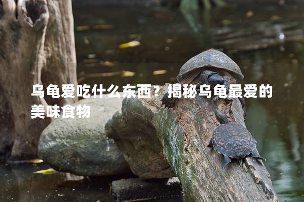 乌龟爱吃什么东西？揭秘乌龟最爱的美味食物