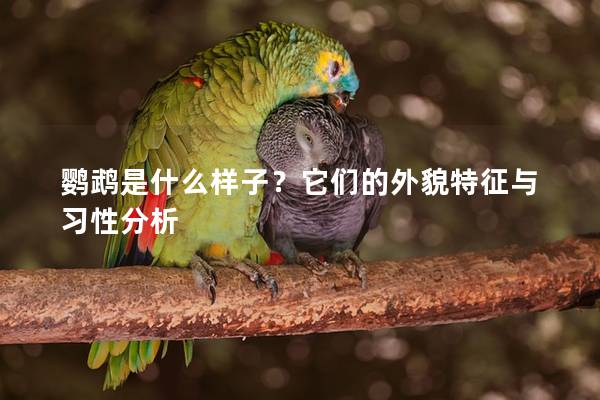 鹦鹉是什么样子？它们的外貌特征与习性分析