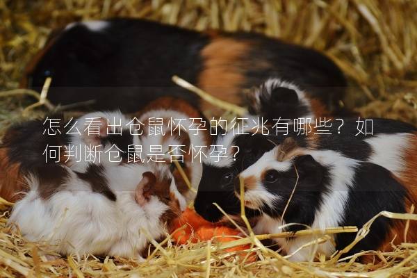 怎么看出仓鼠怀孕的征兆有哪些？如何判断仓鼠是否怀孕？