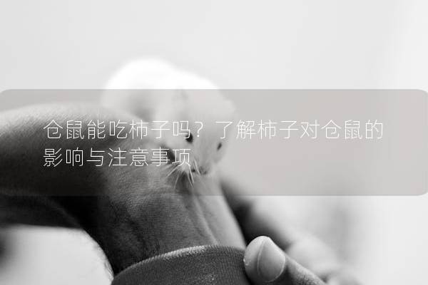 仓鼠能吃柿子吗？了解柿子对仓鼠的影响与注意事项