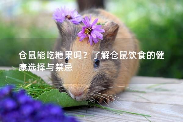 仓鼠能吃糖果吗？了解仓鼠饮食的健康选择与禁忌