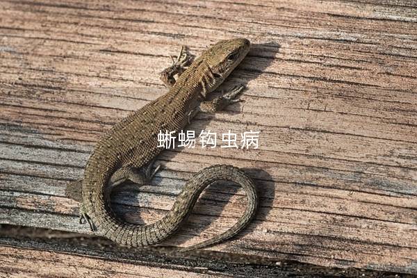蜥蜴钩虫病