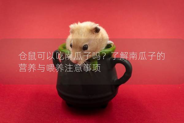 仓鼠可以吃南瓜子吗？了解南瓜子的营养与喂养注意事项