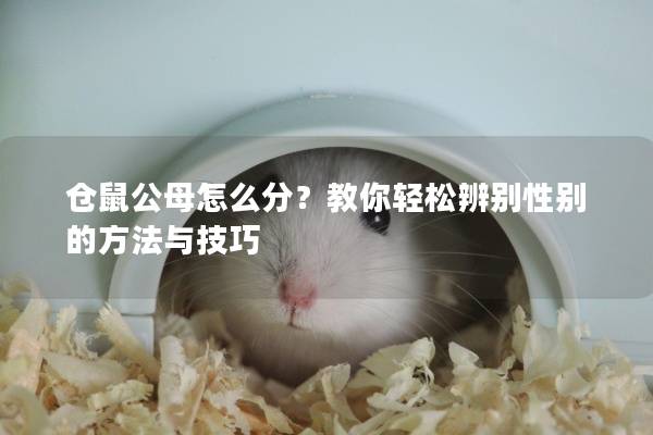 仓鼠公母怎么分？教你轻松辨别性别的方法与技巧