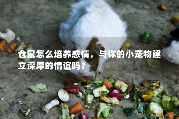 仓鼠怎么培养感情，与你的小宠物建立深厚的情谊吗？