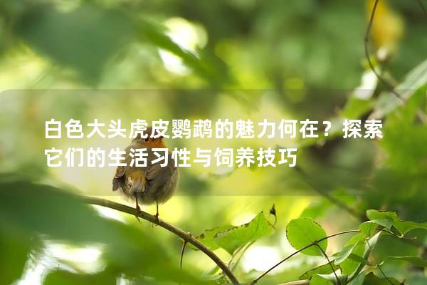 白色大头虎皮鹦鹉的魅力何在？探索它们的生活习性与饲养技巧