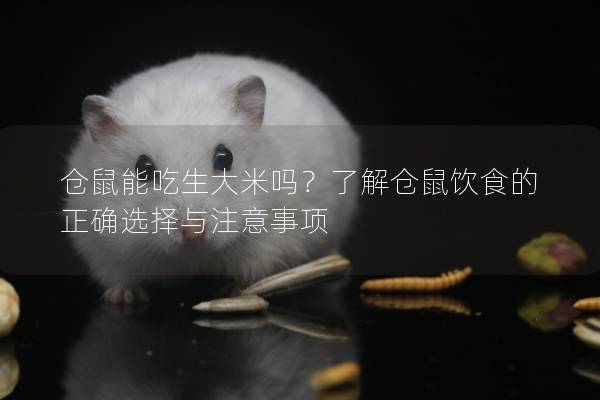 仓鼠能吃生大米吗？了解仓鼠饮食的正确选择与注意事项