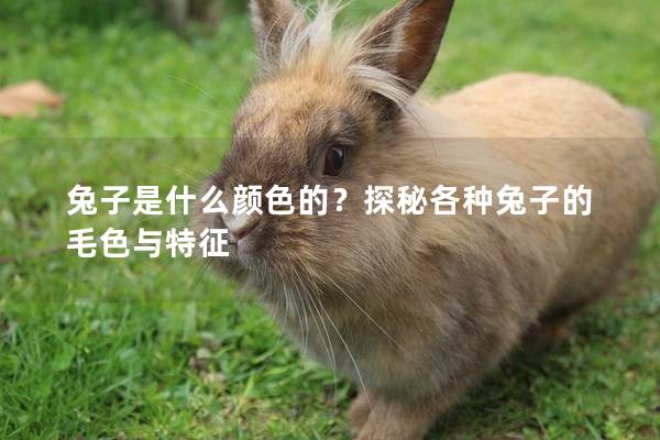 兔子是什么颜色的？探秘各种兔子的毛色与特征