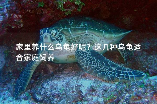家里养什么乌龟好呢？这几种乌龟适合家庭饲养