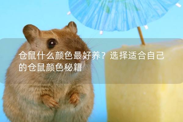 仓鼠什么颜色最好养？选择适合自己的仓鼠颜色秘籍