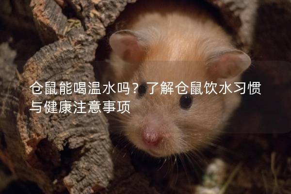 仓鼠能喝温水吗？了解仓鼠饮水习惯与健康注意事项