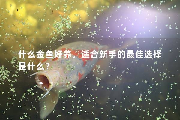 什么金鱼好养，适合新手的最佳选择是什么？