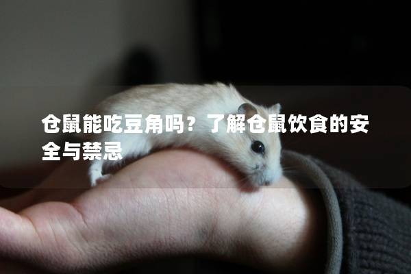 仓鼠能吃豆角吗？了解仓鼠饮食的安全与禁忌