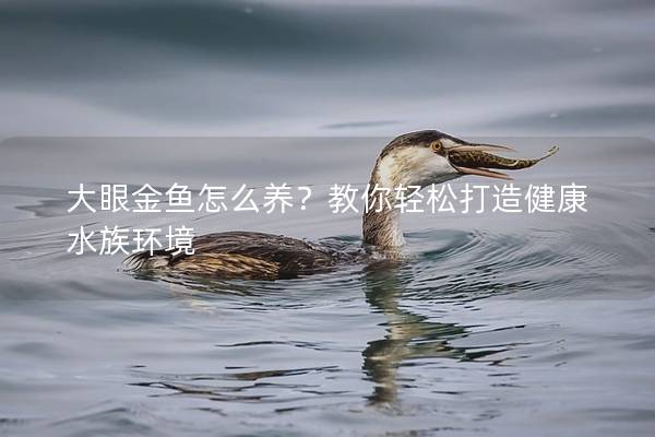大眼金鱼怎么养？教你轻松打造健康水族环境