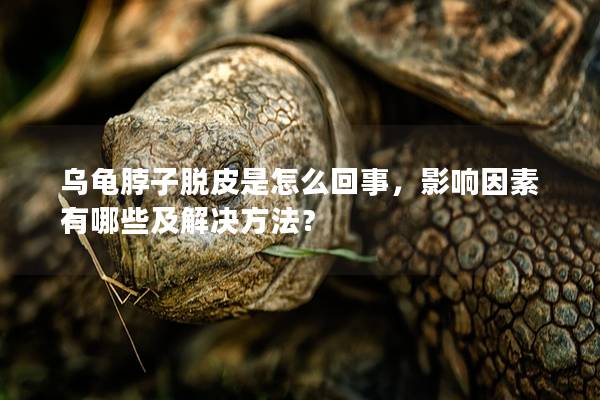 乌龟脖子脱皮是怎么回事，影响因素有哪些及解决方法？