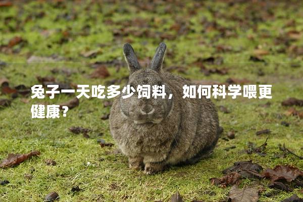 兔子一天吃多少饲料，如何科学喂更健康？