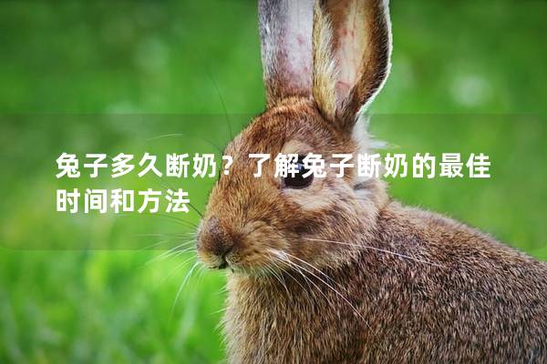 兔子多久断奶？了解兔子断奶的最佳时间和方法