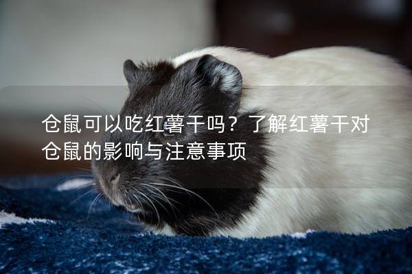仓鼠可以吃红薯干吗？了解红薯干对仓鼠的影响与注意事项