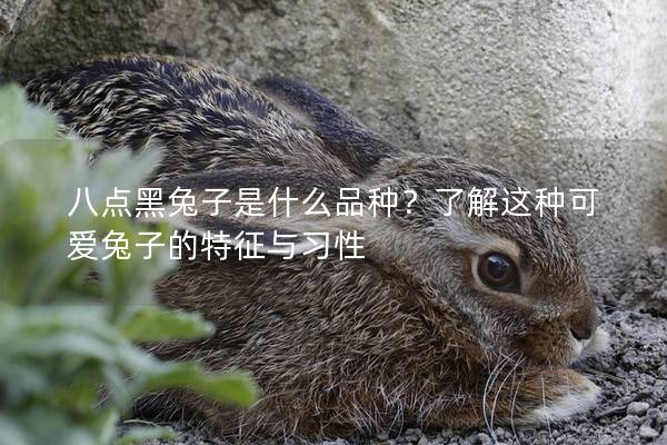 八点黑兔子是什么品种？了解这种可爱兔子的特征与习性