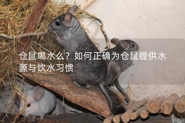 仓鼠喝水么？如何正确为仓鼠提供水源与饮水习惯