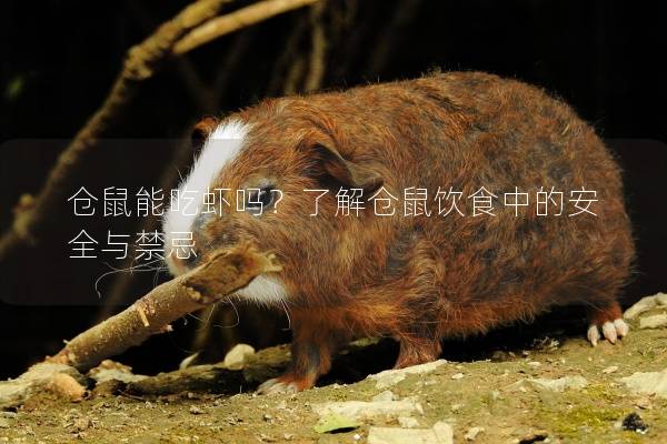 仓鼠能吃虾吗？了解仓鼠饮食中的安全与禁忌