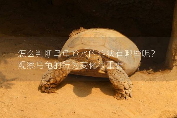 怎么判断乌龟呛水的症状有哪些呢？观察乌龟的行为变化很重要