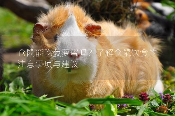 仓鼠能吃菠萝蜜吗？了解仓鼠饮食的注意事项与建议
