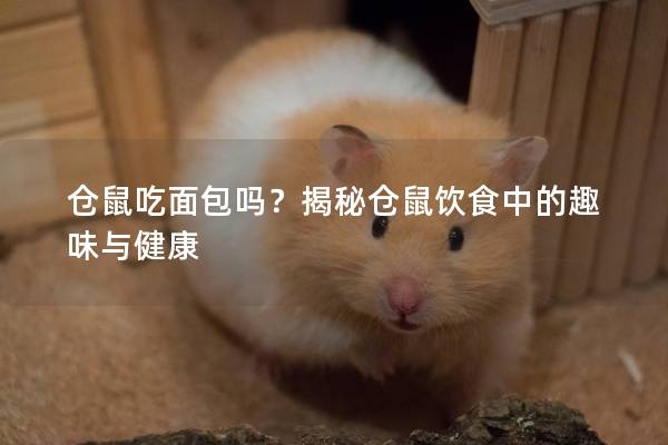 仓鼠吃面包吗？揭秘仓鼠饮食中的趣味与健康