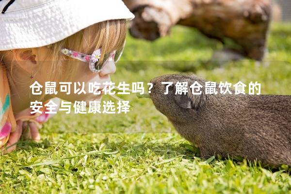 仓鼠可以吃花生吗？了解仓鼠饮食的安全与健康选择