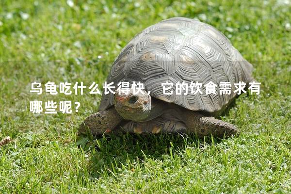 乌龟吃什么长得快，它的饮食需求有哪些呢？