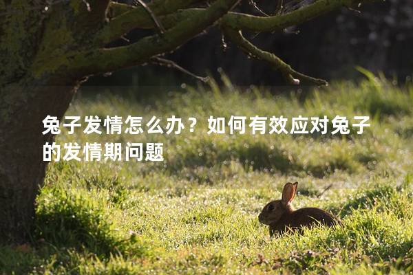 兔子发情怎么办？如何有效应对兔子的发情期问题