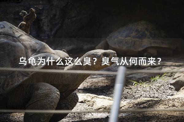 乌龟为什么这么臭？臭气从何而来？