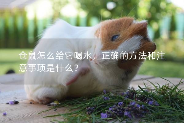 仓鼠怎么给它喝水，正确的方法和注意事项是什么？