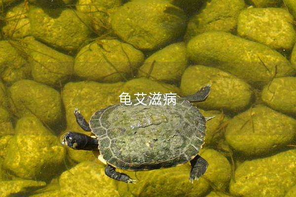 龟艾滋病