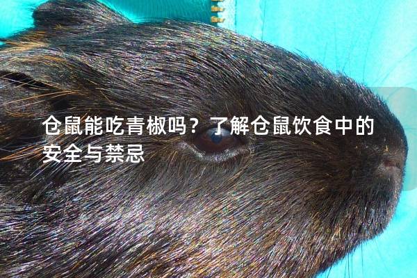 仓鼠能吃青椒吗？了解仓鼠饮食中的安全与禁忌