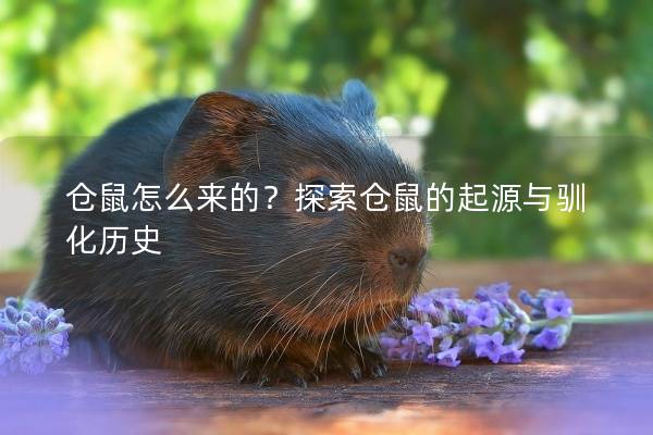 仓鼠怎么来的？探索仓鼠的起源与驯化历史