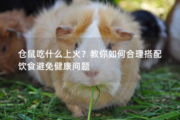仓鼠吃什么上火？教你如何合理搭配饮食避免健康问题
