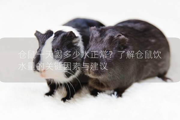 仓鼠一天喝多少水正常？了解仓鼠饮水量的关键因素与建议