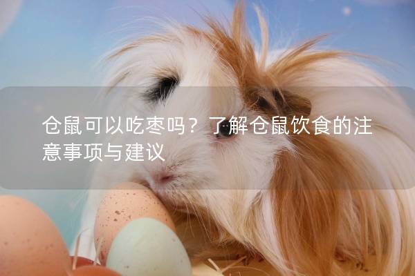 仓鼠可以吃枣吗？了解仓鼠饮食的注意事项与建议