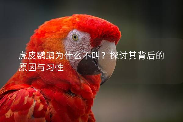 虎皮鹦鹉为什么不叫？探讨其背后的原因与习性