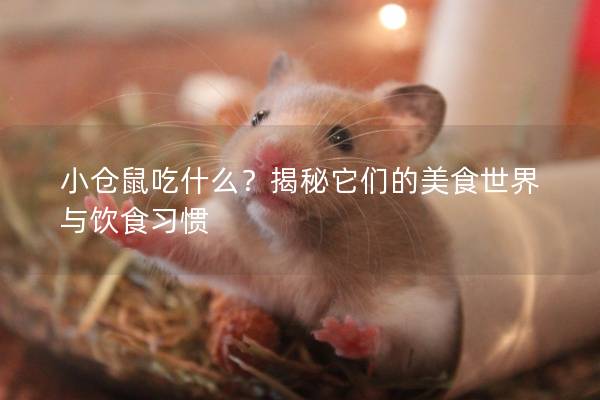 小仓鼠吃什么？揭秘它们的美食世界与饮食习惯