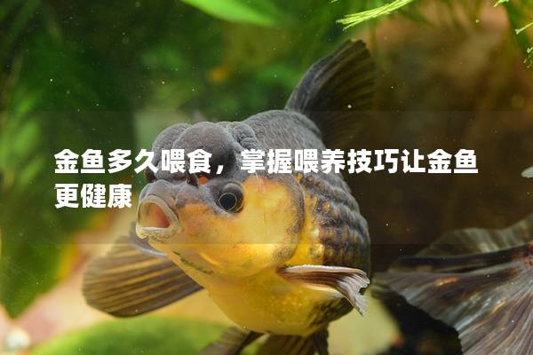 金鱼多久喂食，掌握喂养技巧让金鱼更健康