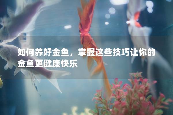 如何养好金鱼，掌握这些技巧让你的金鱼更健康快乐
