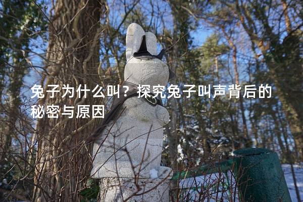 兔子为什么叫？探究兔子叫声背后的秘密与原因